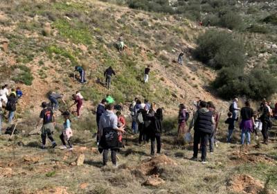 Dendrophitefsi Stin Aryiroupoli 18 02 2024